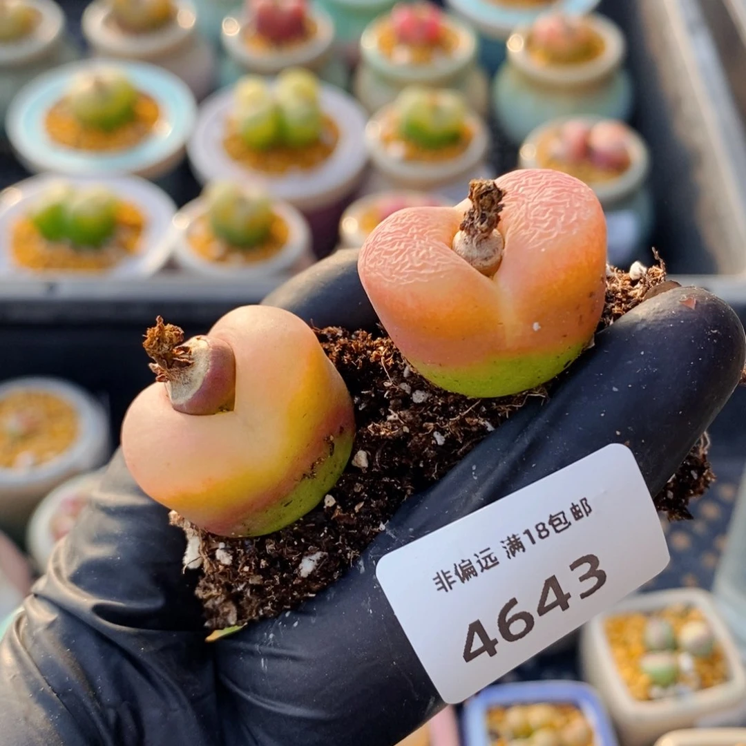 4643-一物一拍 2颗