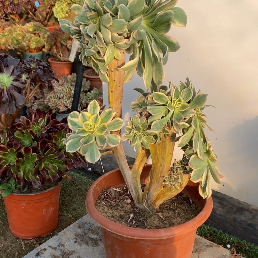 灿烂缀化1颗多肉1681号