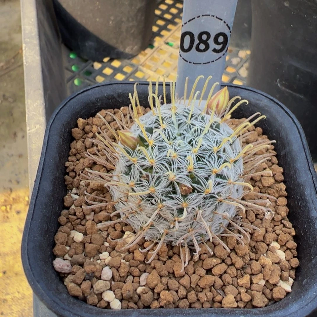 089实生根杜威娜娜多肉植物带盆土
