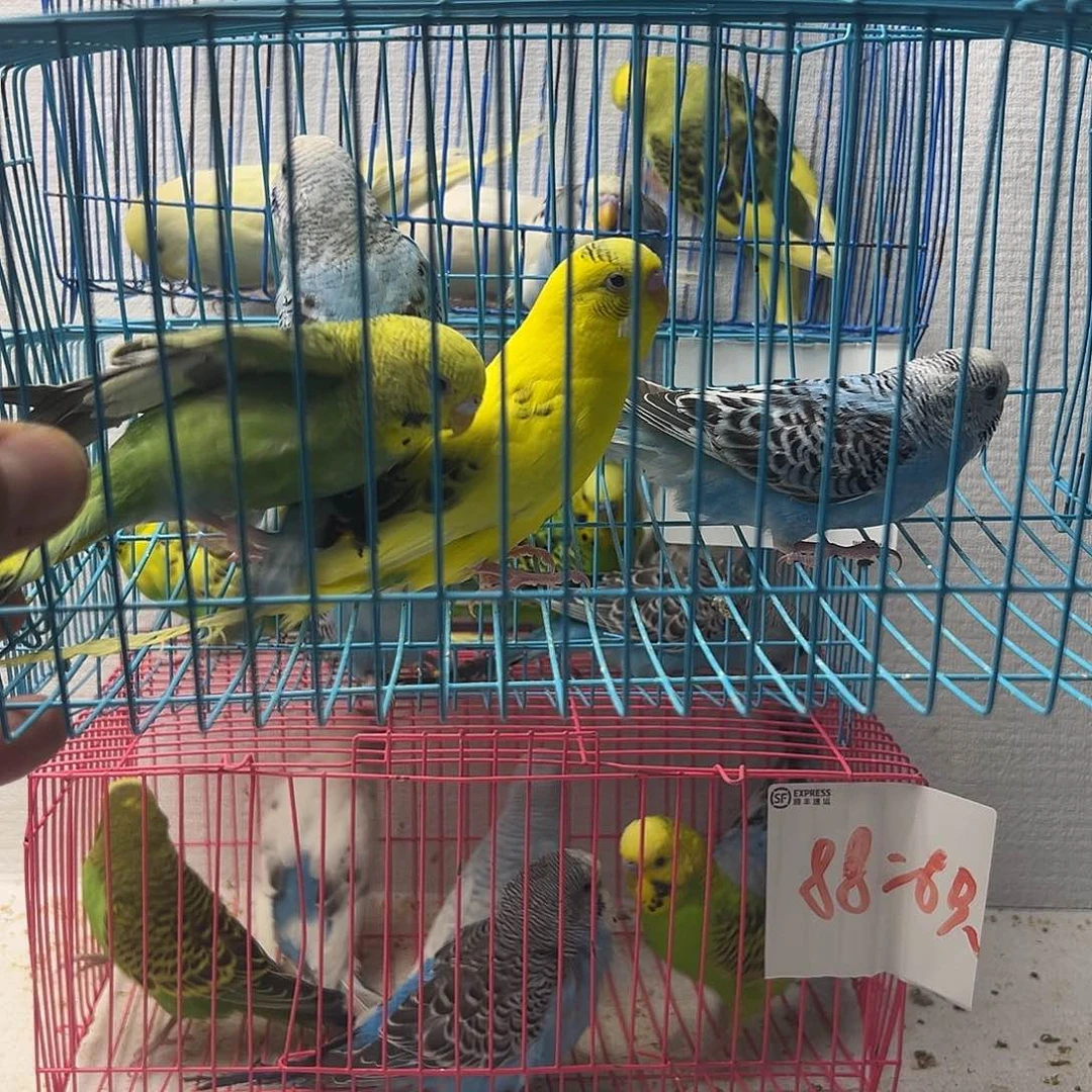 河***祁虎皮鹦鹉虎皮鹦鹉4只