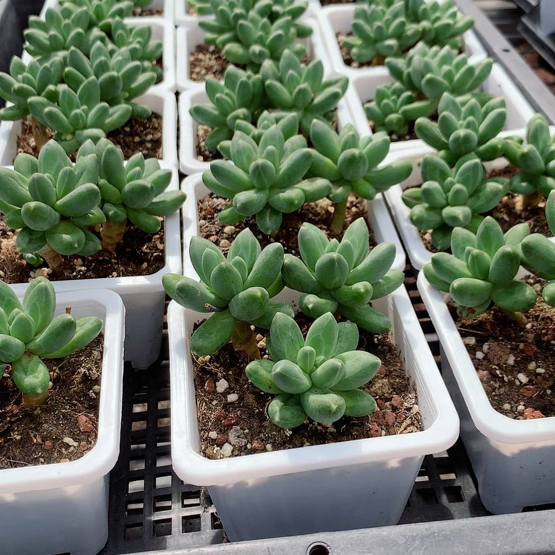 千代田8585544447775555