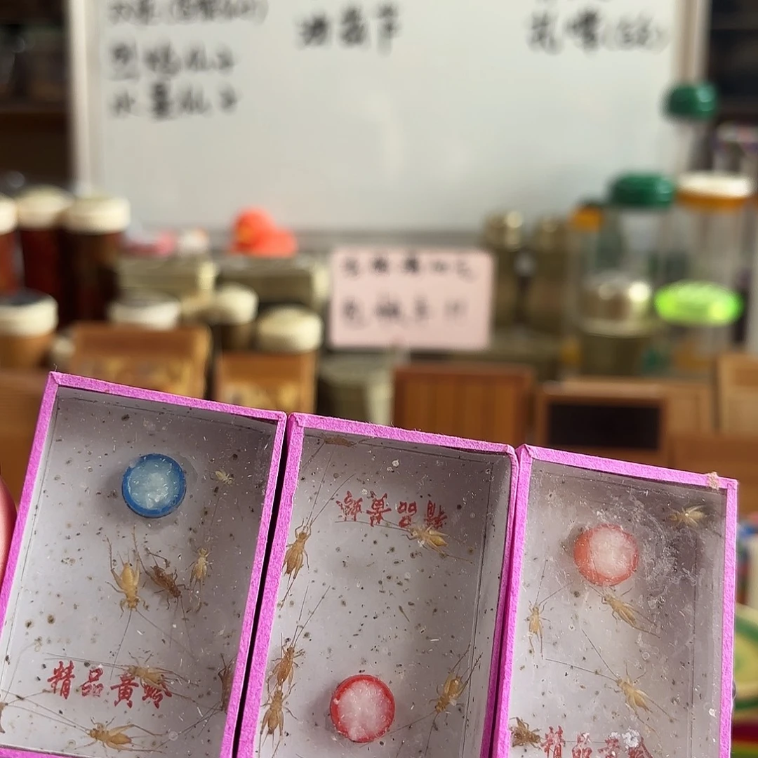 三盒小黄 过冬小黄