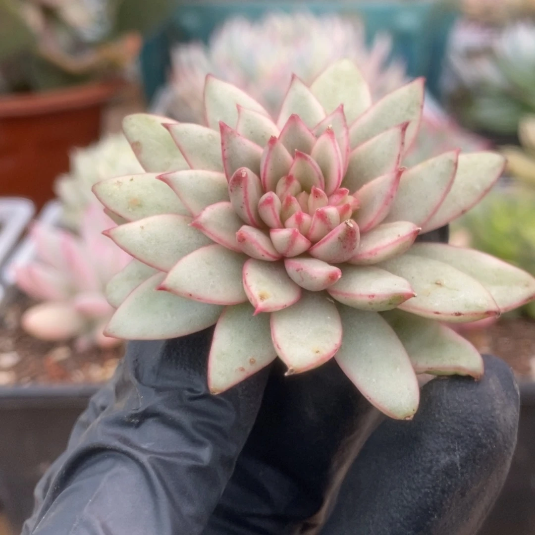 375黄金雨侧芽锦锦锦