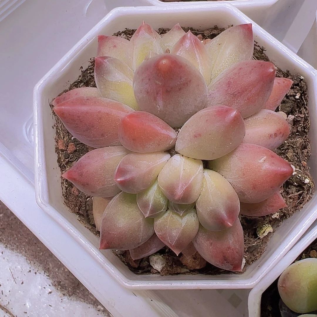 重楼双头19包邮多肉