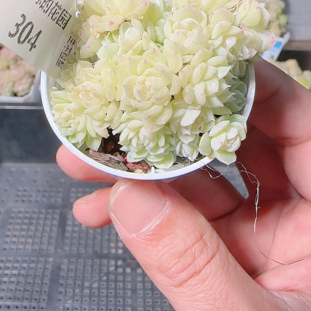 1126-304群生不包整