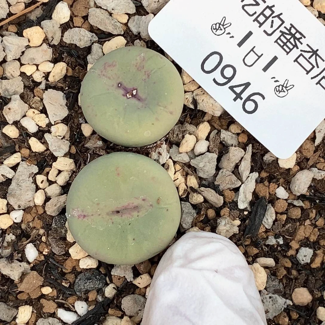 0946。零下拍保温。