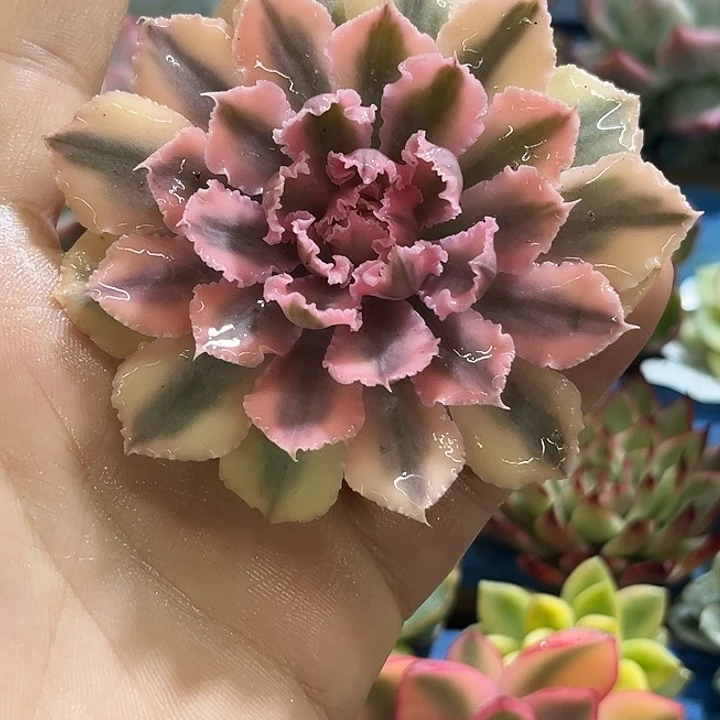 265晚霞之舞腹轮锦炸多肉