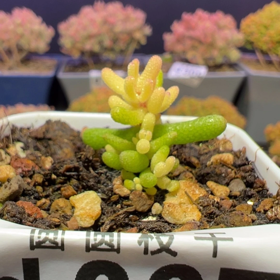 【闪购商品】d367糖球黄锦枝干番杏