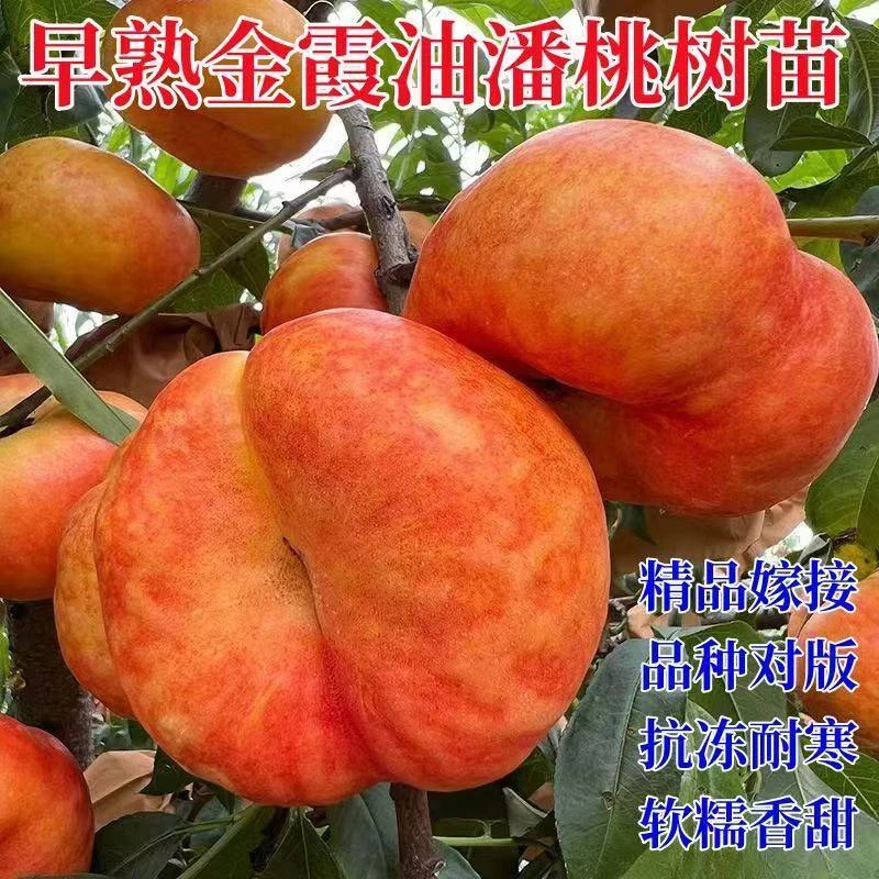 早熟金霞油蟠桃树苗新品种蟠桃树苗耐寒嫁接苗南北方种植盆栽地栽