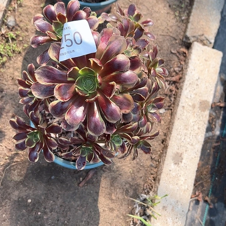 0250欧嘉莉多肉植物