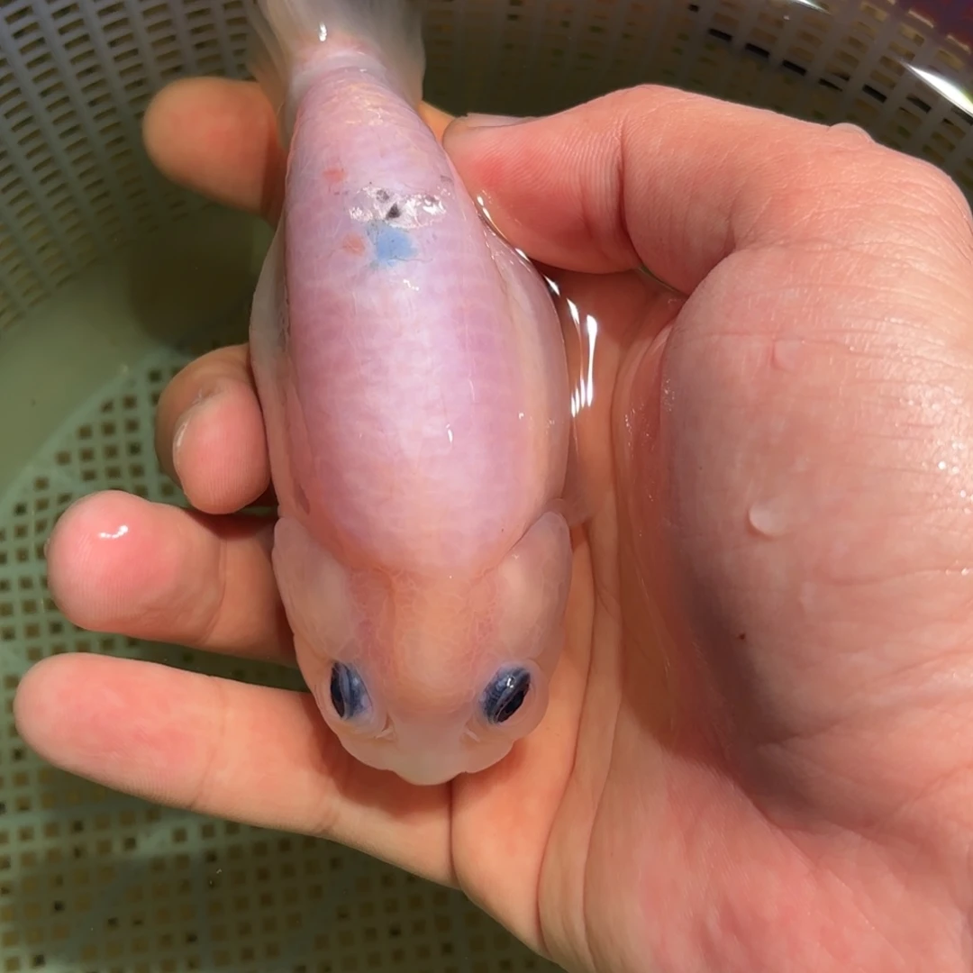 名***长金鱼不拍包装运费到付，拍包装包邮