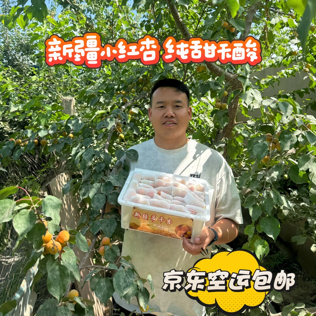 【新疆直发】新疆四团吊干杏爆甜多汁果香浓郁现摘现发空运包邮