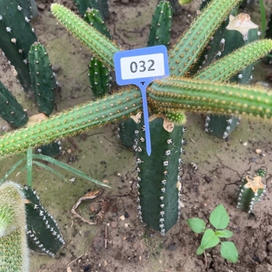 温***暖嫁接金妞莫子032……