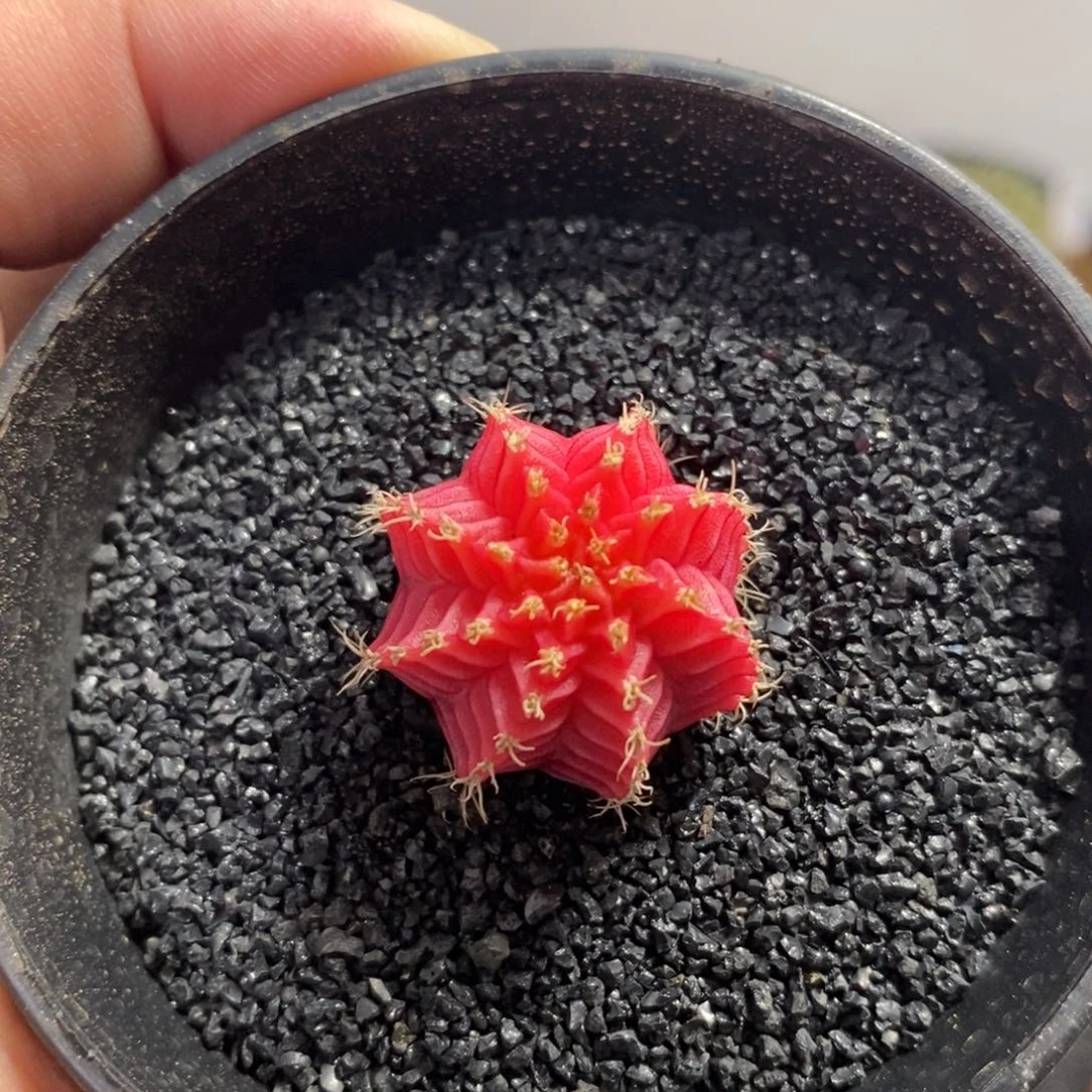 精品米哈—脱土发货42