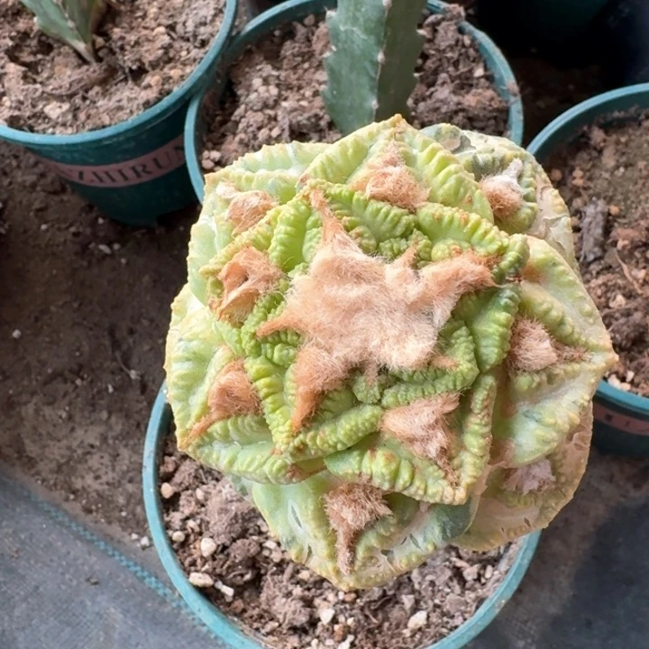 小**艺943志贺龟甲牡丹锦