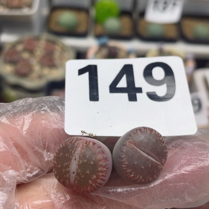 149红流水两颗l l l l