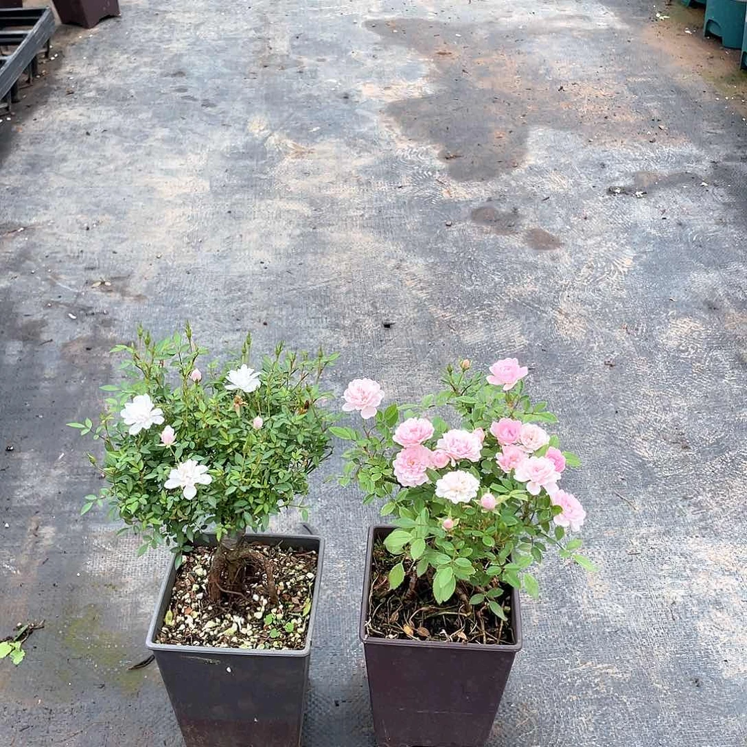 完全开放姬乙女➕重樱嫁接苗