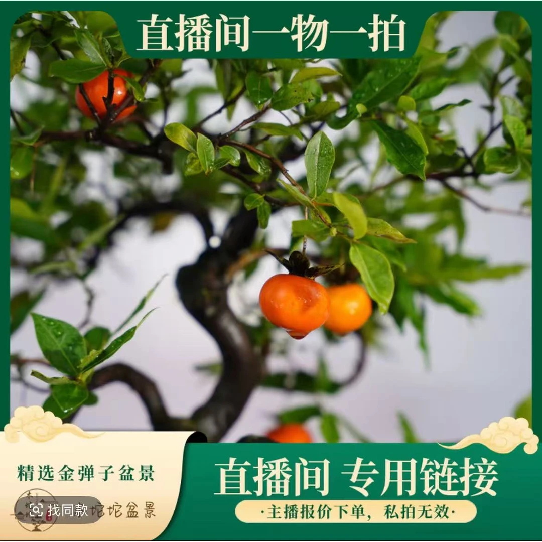 【直播间一物一拍】精选金弹子盆景