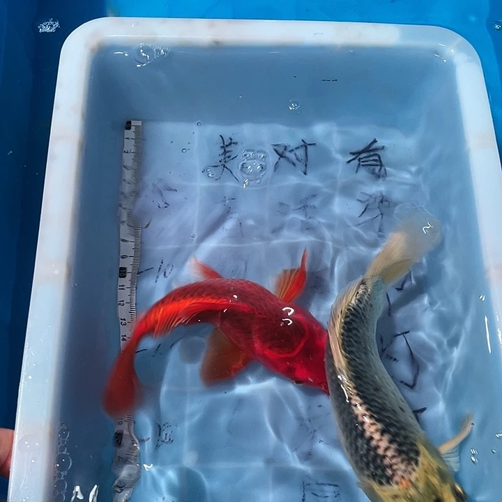 蝴蝶鲤鱼渔场直发79