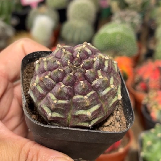 完全开放实生梦想