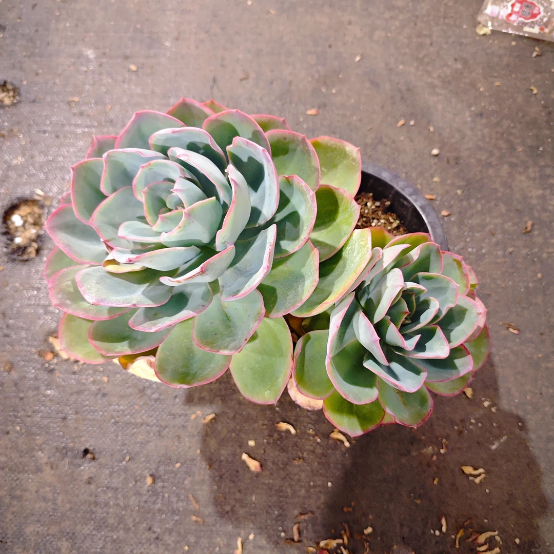 群生蓝光230#云大A1棚 精品多肉 新手必备好看好养一单包邮