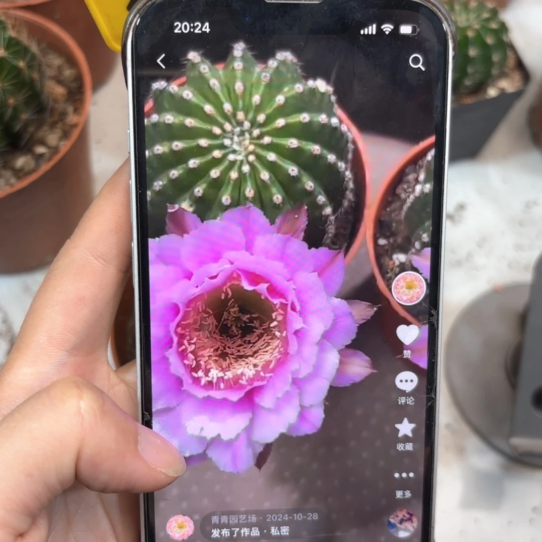 彩草紫羽6公分左右