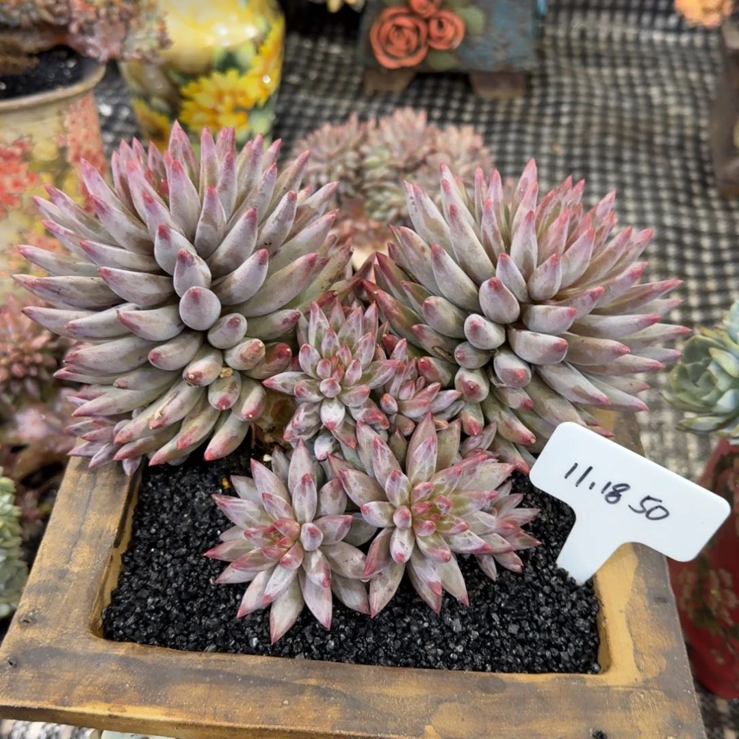 b***d一物一拍超多头香芋体虞美人50
