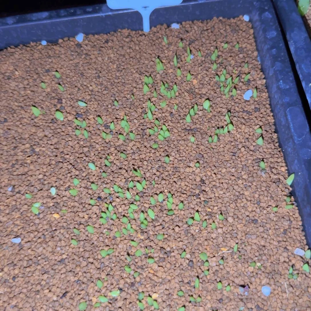 块根植物块根植物