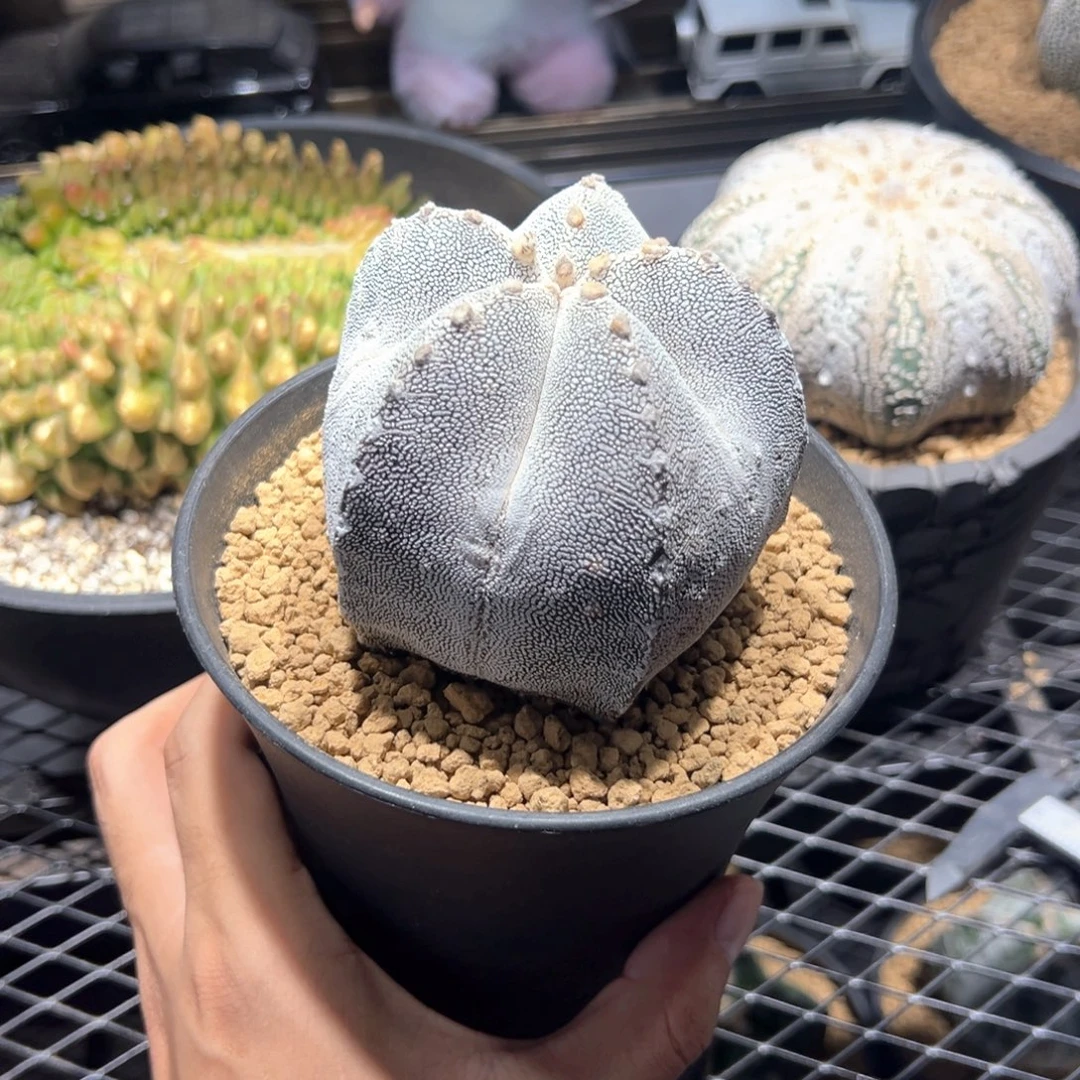 嗯冢鸾凤玉8.6cm（带盆