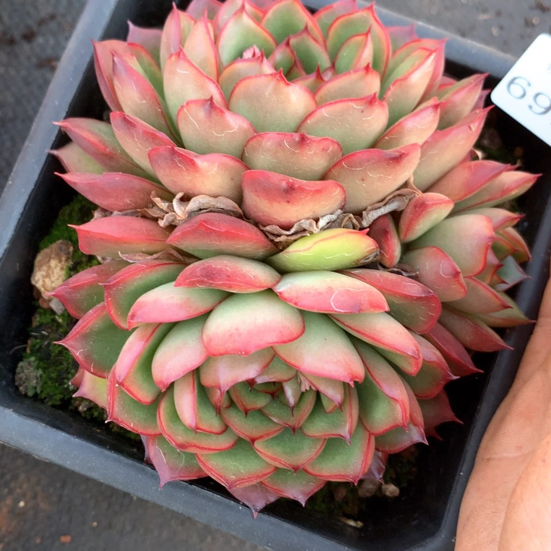 6998不包整散掉头不售后