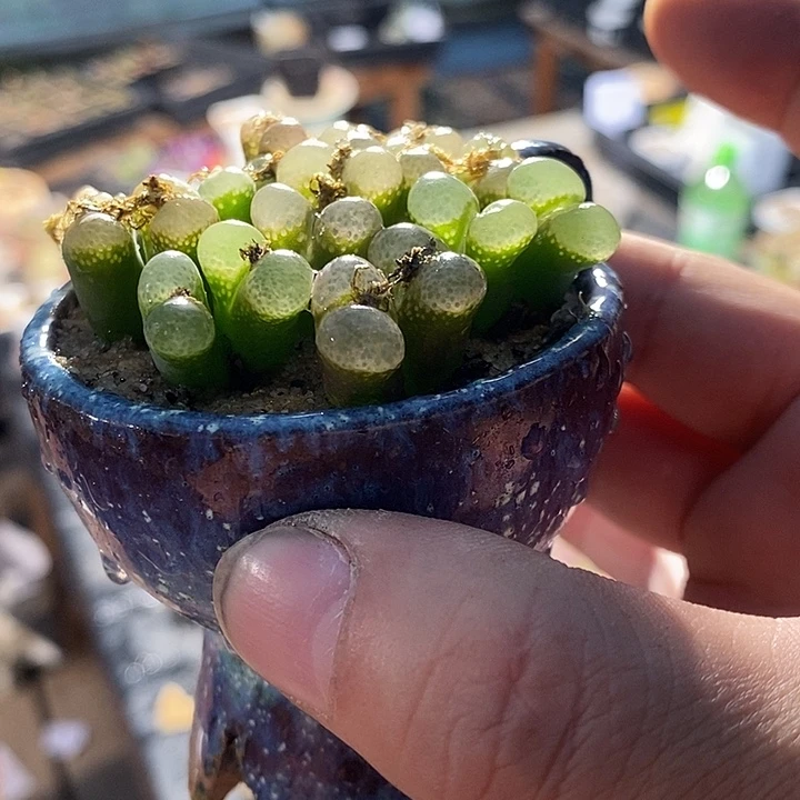 双头粉樱花风铃一颗。