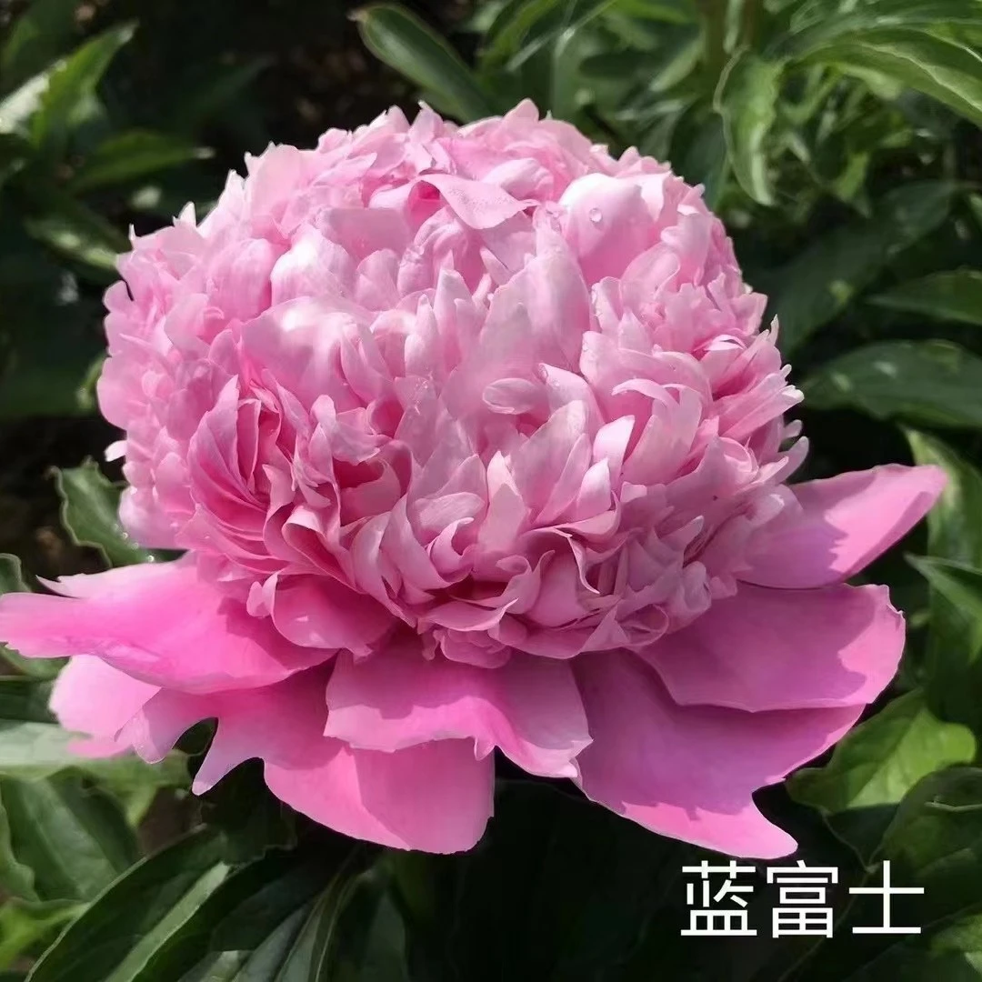 【2棵裸根芍药分株组合】蓝富士+大富贵