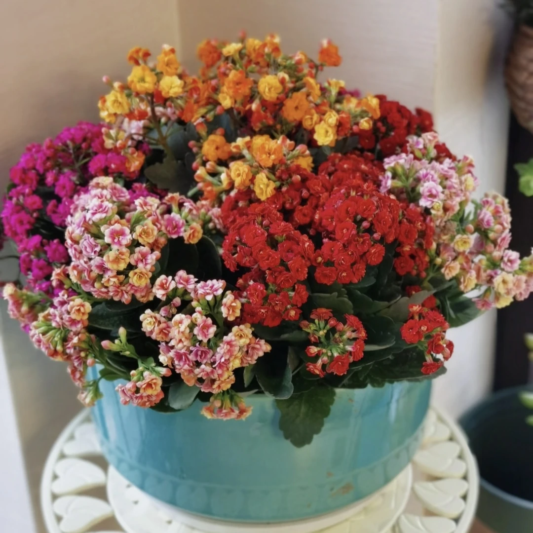 混色长寿花盆栽花卉庭院阳台新手易养护