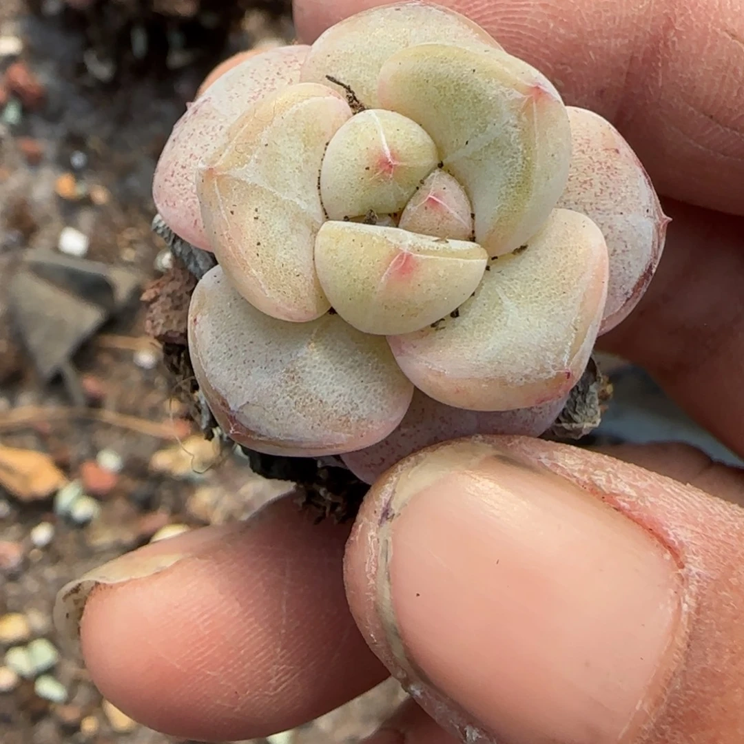 多肉小卡拉米糖心一物一拍