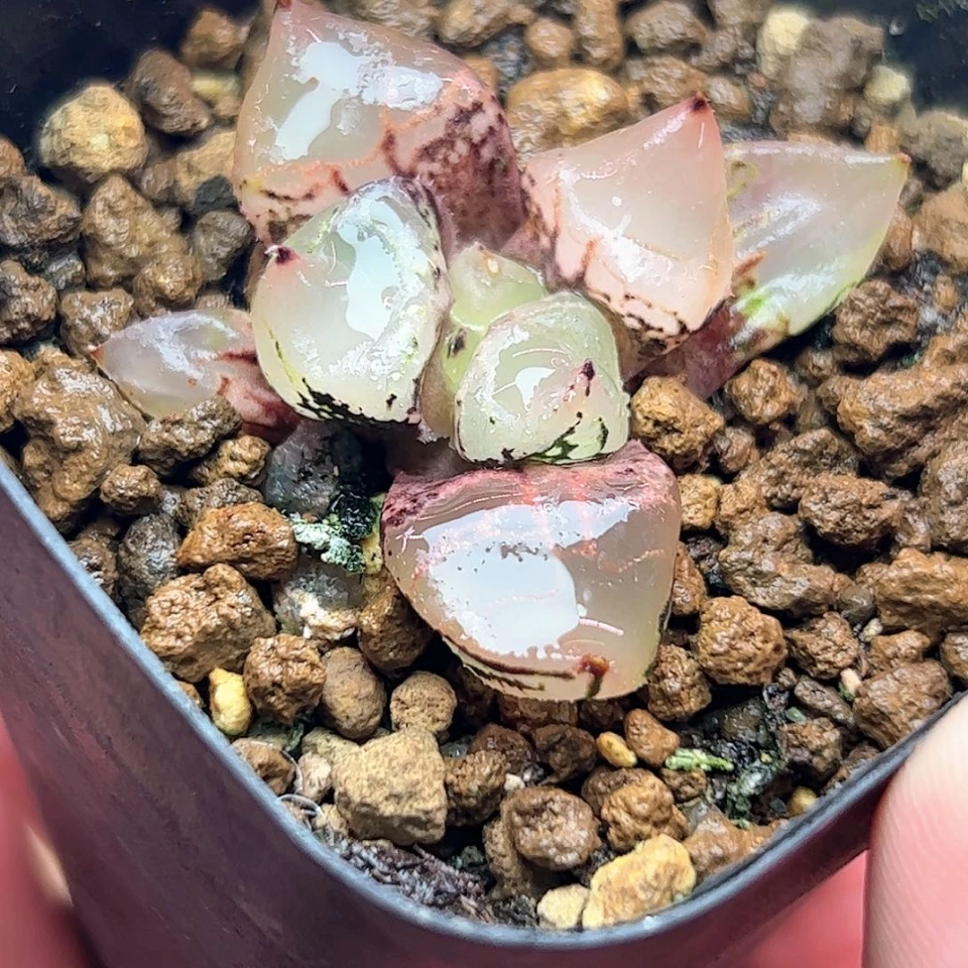 冰皇十二卷多肉植物