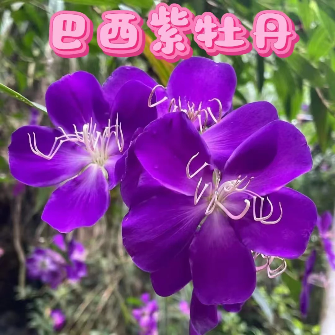 【巴西紫牡丹】盆栽紫色花阳台盆栽花卉植物庭院好养