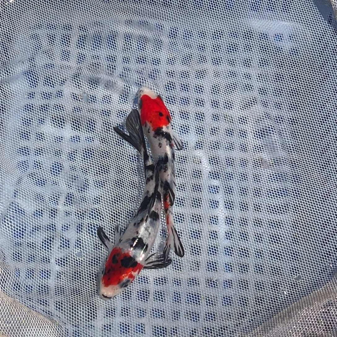 锦鲤锦鲤观赏鱼11111