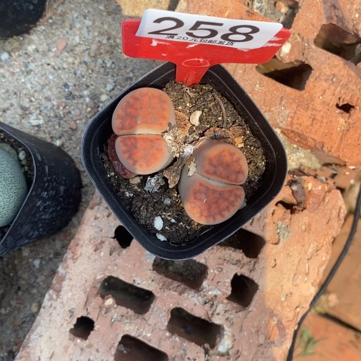 柏*崧生石花等植物258