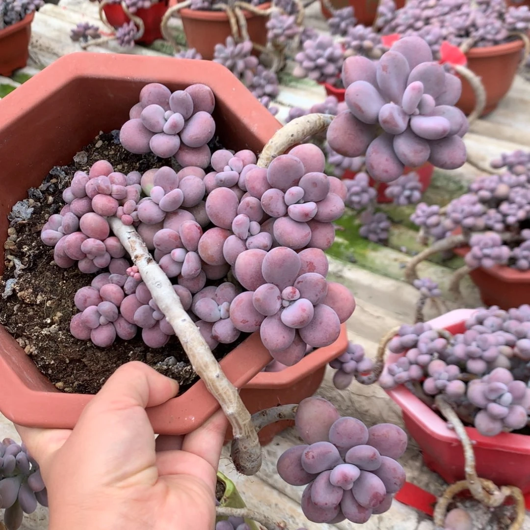 桃蛋老桩不带盆7号