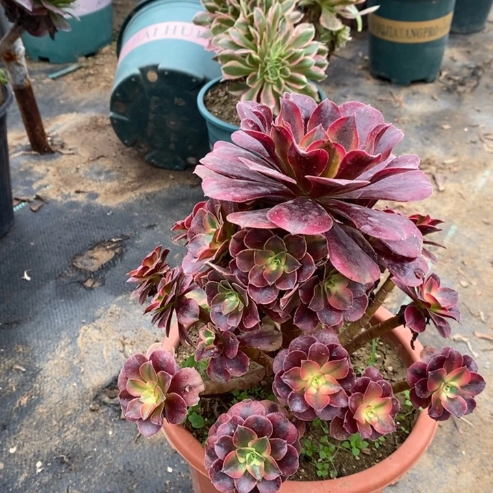 美杜莎多肉植物3。