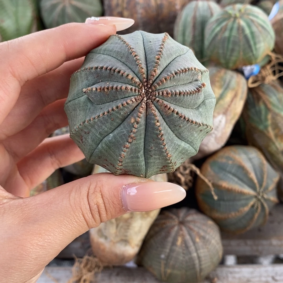 38欧系实生布纹球一物一拍