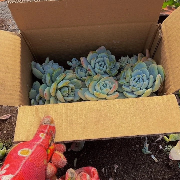 冷香六号箱一箱装满