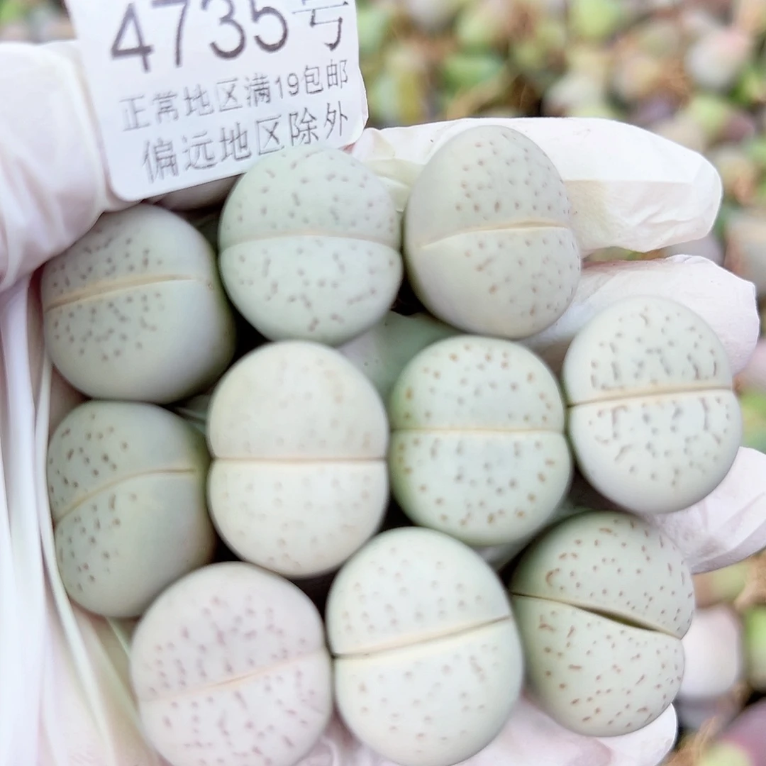 4735 好养易活生石花大母本10个2cm左右