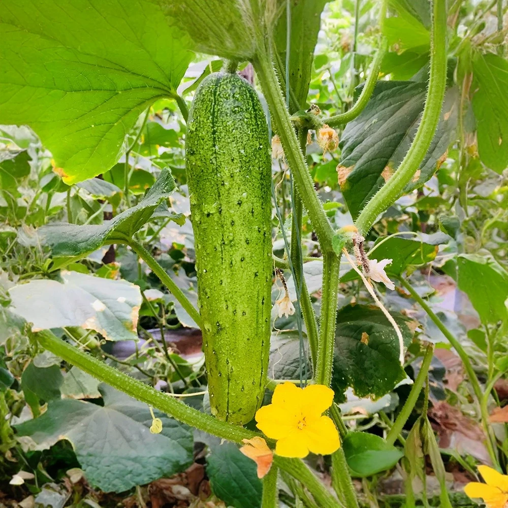黄瓜：旱黄瓜.土黄瓜.水果黄瓜.小黄瓜