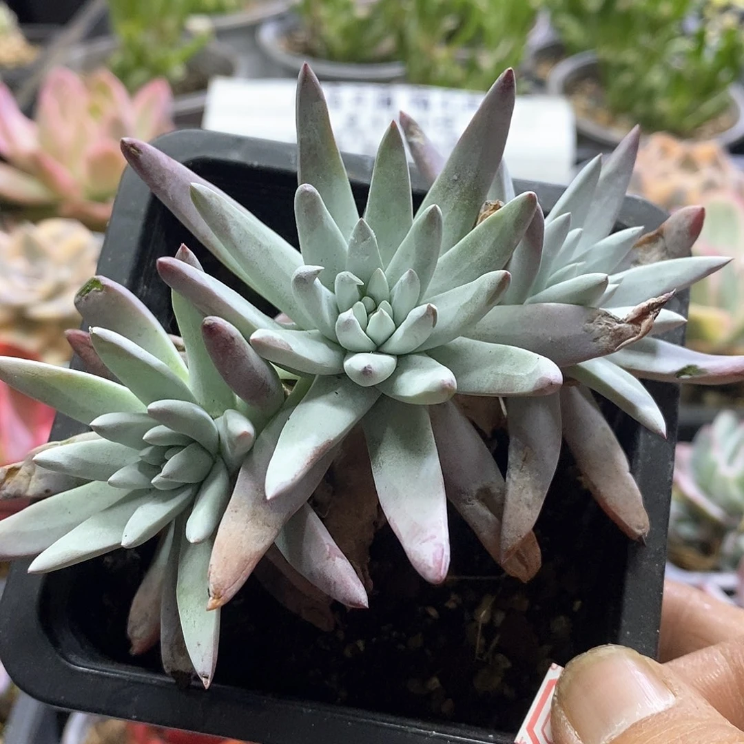 19132白菊杂海瑟多肉