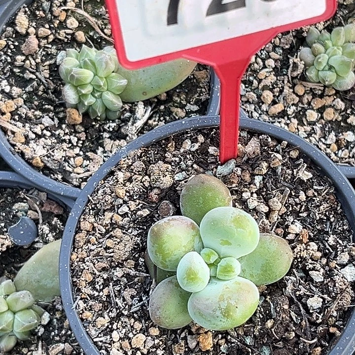 多肉植物库克单头720