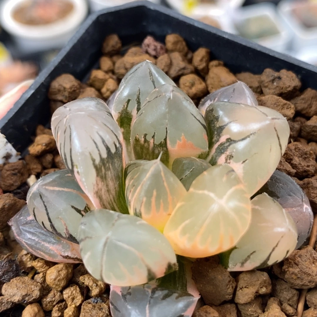 298水晶玉露锦，，，