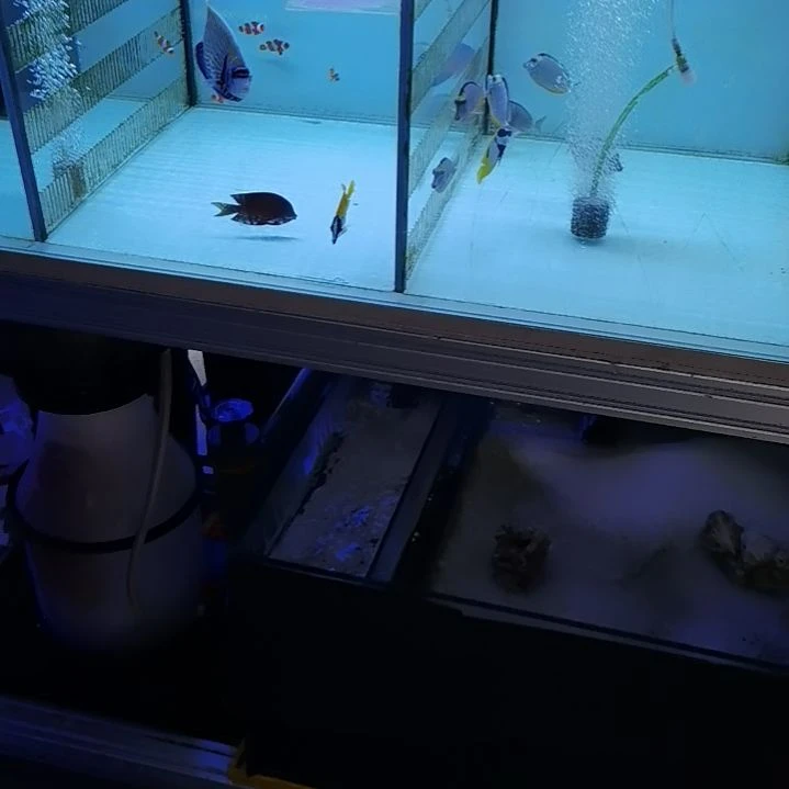 毛毛炮弹，5+狐狸，4石美人各一条