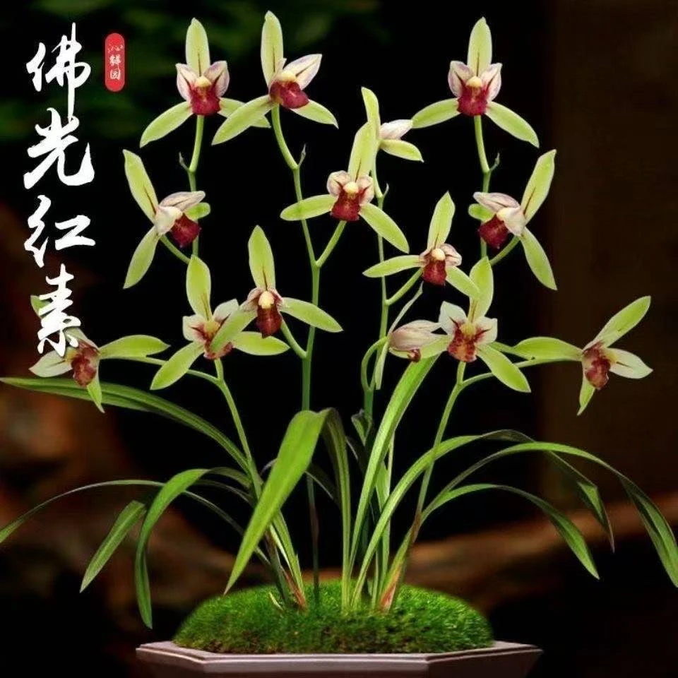 QINGYALANYUAN/清雅兰园兰花建兰浓香佛光红素 1-3苗