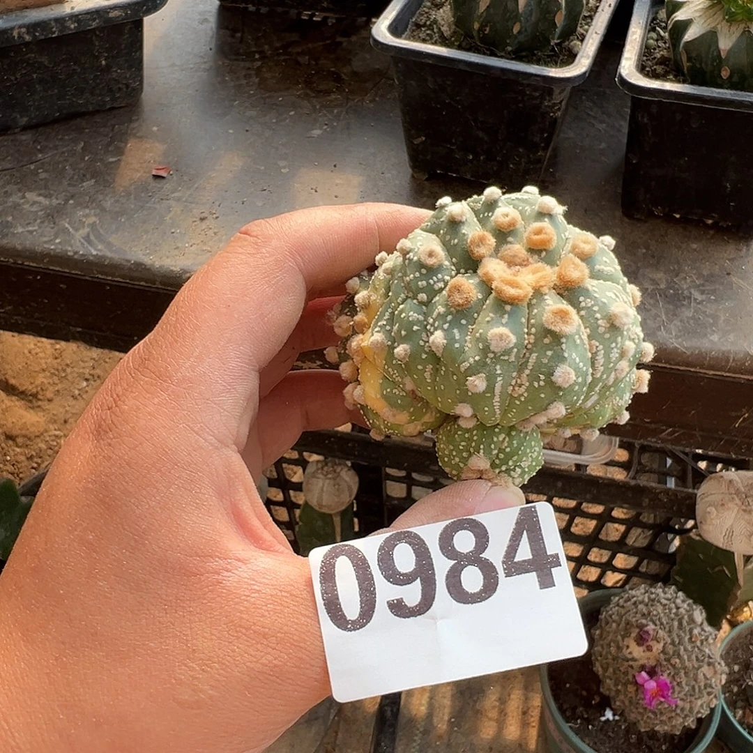 自根连体兜锦仙人球984